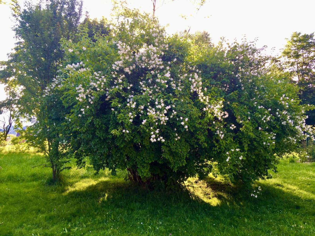 Naturforsthaus Gartenblick Fuer Hunde - Und Naturverbundene Menschen Preitenegg Esterno foto